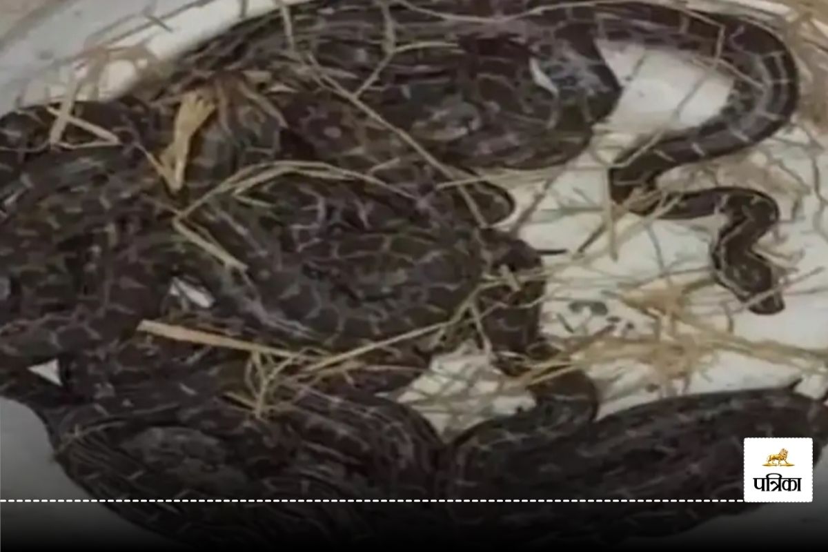 CG Snake News: सापों का गांव! 11 अंडों से निकले अजगर के 13 बच्चे, तो कुएं में
मिले जहरीले कोबरा का झुंड
