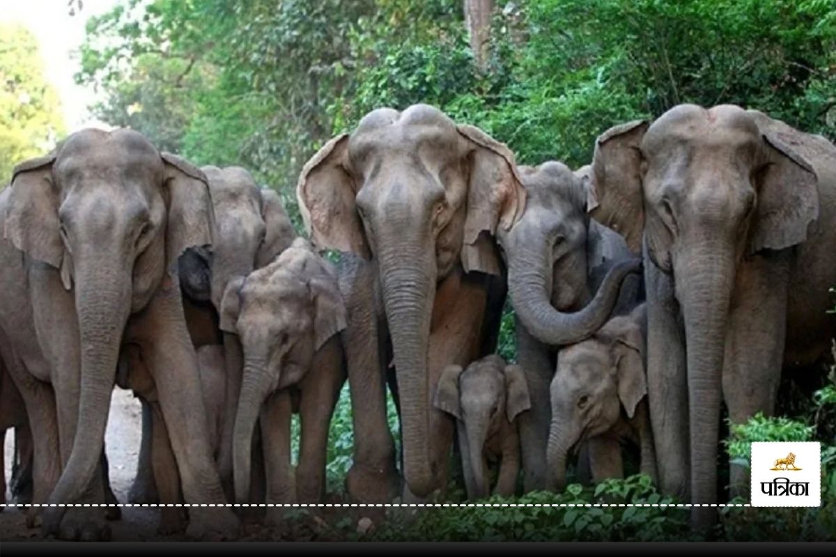 CG Elephant Terror: जंगली हाथियों का आतंक ! 3 दिन में 5 घरों को कर दिया तहस-नहस,
बेघर हुए लोग