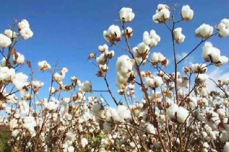 Rajasthan Jodhpur Cotton Sowing Started Late Farmers are Scared know Big Reason