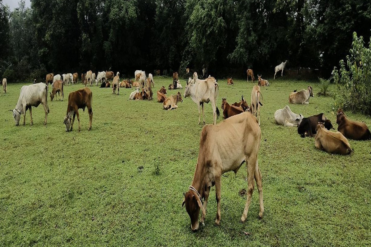 Cow Smuggling: गोवंश तस्करी का बड़ा खुलासा, 95 गायों को ओड़िशा ले जा रहे 3
आरोपियों को पुलिस ने दबोचा