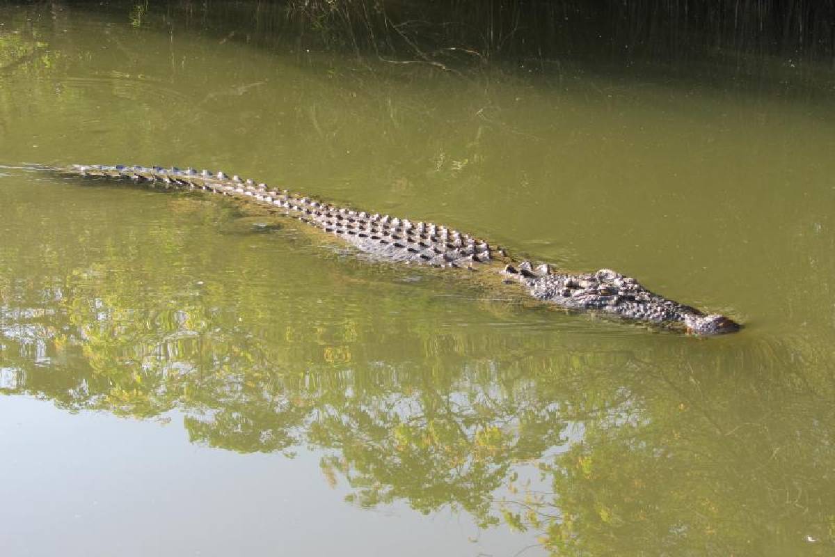 Crocodile : मंदिर के तालाब में दिखा मगरमच्छ, देखते ही दहशत में आए लोग