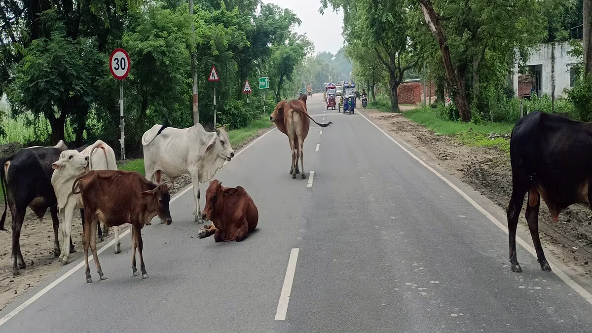 Kanwar Yatra 2024: कांवड़ यात्रा के बीच सड़कों पर छुट्टा पशुओं के हमले का खतरा,
पकड़वाए जाने की मांग
