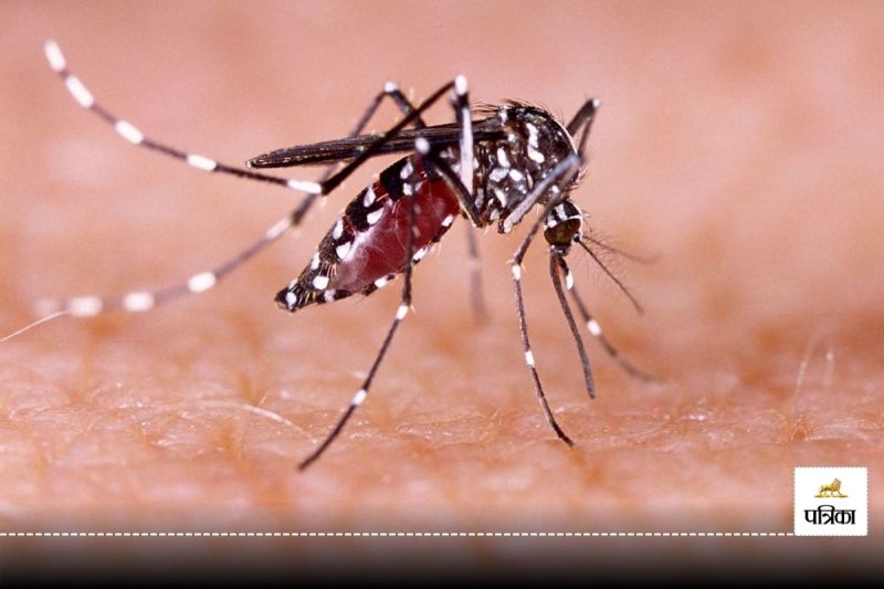 Dengue cases increase in monsoon this is how to protect yourself