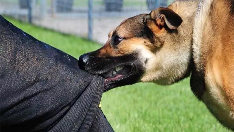 Dogs mauled an elderly woman to death