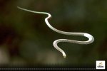 Flying Snake: भारत के इस राज्य में मिला तक्षक नाग, सांप को उड़ते देख वन विभाग भी
हैरान…देखें Video - image