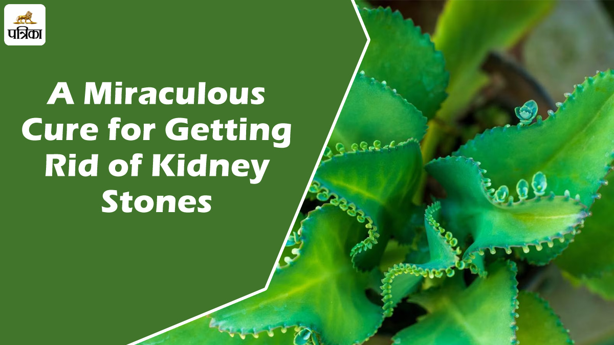 18 mm Kidney Stones को भी चूर-चूर कर बाहर निकाल देता है ये पत्ता, इस समय खाना ही फायदेमंद