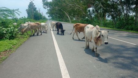 कोटा-दौसा हाइवे बना गोशाला, दुर्घटना की आशंका