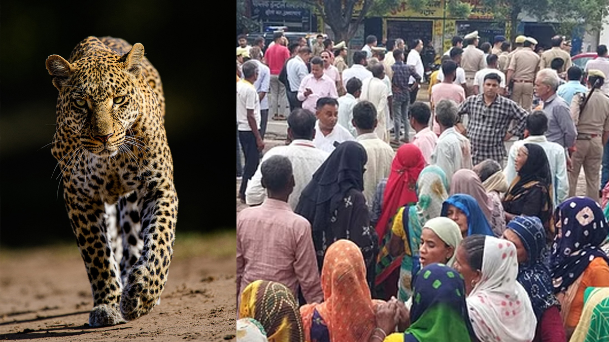 Leopard Attack In Bijnor: जंगल में घास काटने गई किशोरी पर तेंदुए ने किया हमला,
हुई दर्दनाक मौत