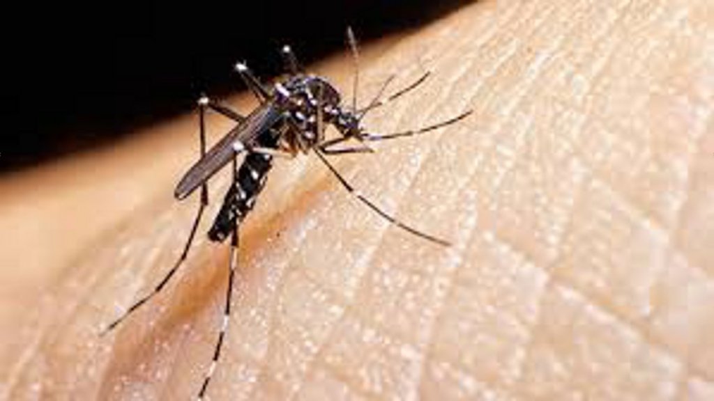 CG Malaria