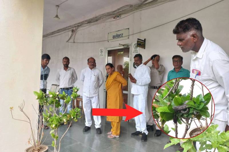 PANNA SNAKE COLLETRATE