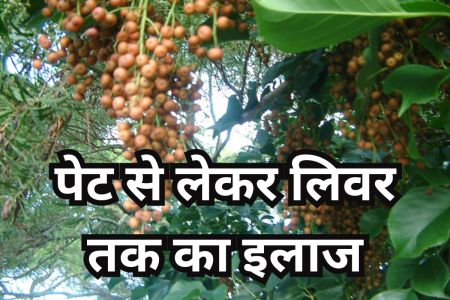 Paniyala Plant: औषधीय गुणों से भरपूर है पनियाला पौधा, जड़ से लेकर पत्ते तक कई रोगों में ‘रामबाण’, योगी सरकार दे रही बढ़ावा