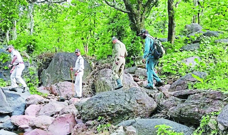 पेंच पार्क क्षेत्र में पैदल गश्ती पर कर्मचारी।