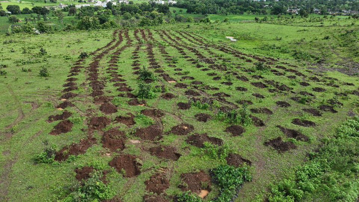 MNREGA:पहाडिय़ों पर किया पौधरोपण, मजदूरी-मटेरियल के 28 करोड़ बकाया