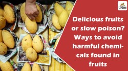 Poison in your fruits: डीडीटी, इथरेल और जिब्रलिक का धड़ल्ले से इस्तेमाल, जानिए
कैसे पहचानें और बचें - image