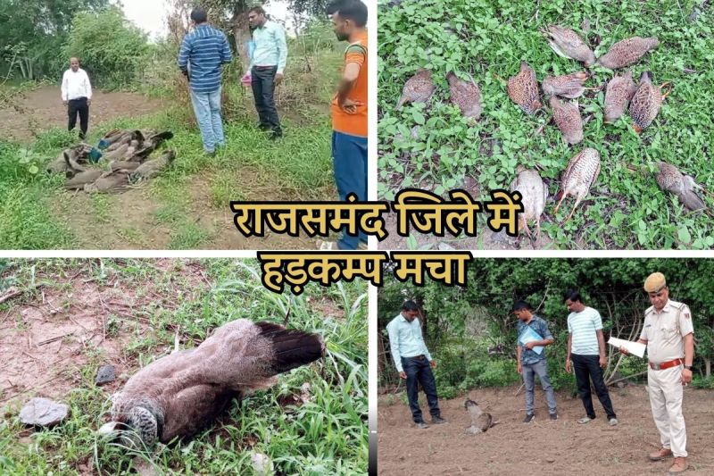 Rajsamand 12 Peacocks, 12 Partridges and Many Other Birds Sudden Death Panic Spread Among Farmers
