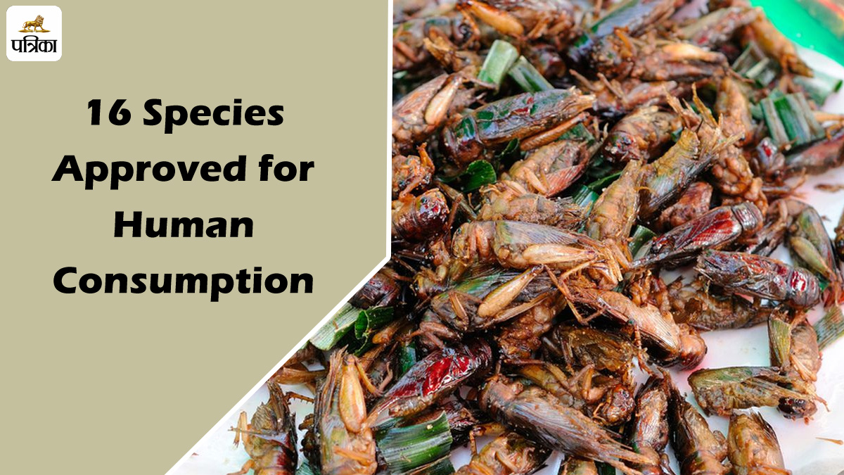 Insect Species as Food : प्रोटीन का नया स्रोत, 16 कीड़ों को मानव भोजन के रूप में
खाने की मिली मंजूरी