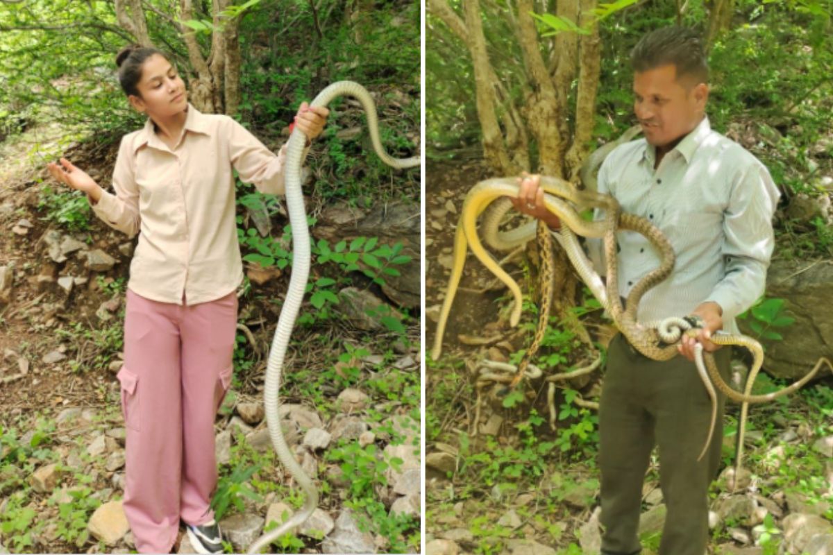 Snake News