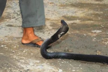 Snakebite