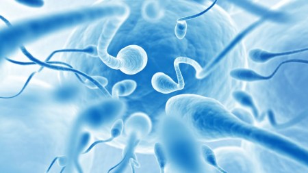 Does protein powder intake lower sperm count? Find out the truth