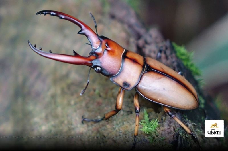 Most Expensive Insect Stag Beetal