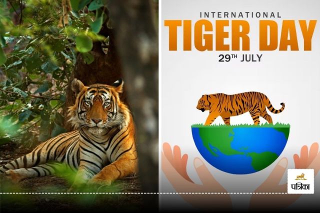 Tiger Day 29 July 2024 