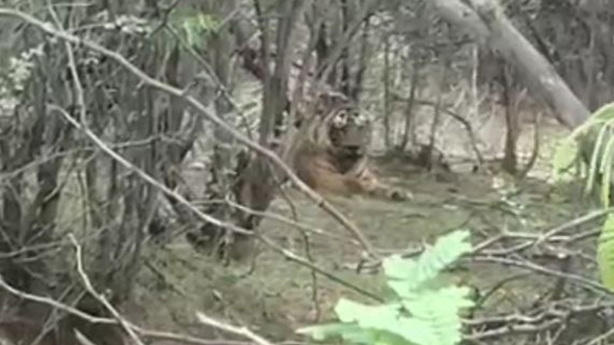 Ranthambhore News : जंगल से निकलकर आबादी क्षेत्र के नजदीक पहुंचा बाघ, गांव में
अफरा-तफरी का माहौल