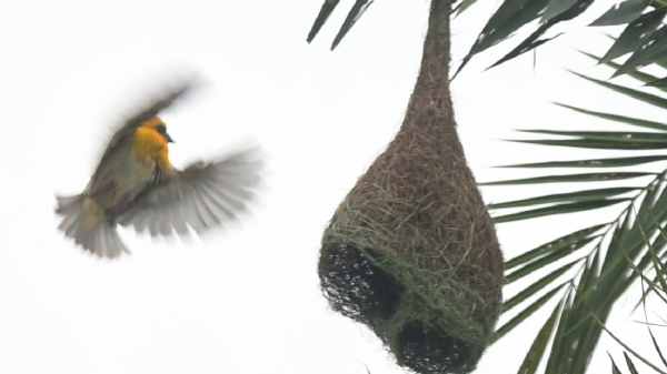 baya weaver