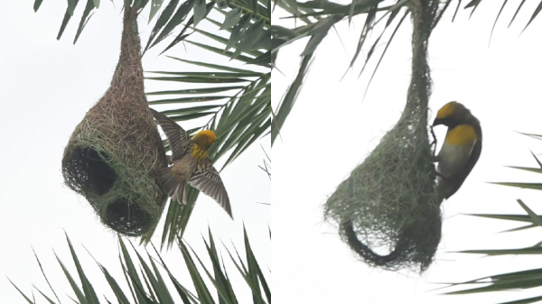 baya weaver