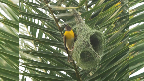 baya weaver