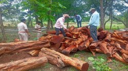 CG wood smuggling: अंतरराज्यीय तस्करों ने जंगल में छिपाकर रखी थीं लाखों की
लकडिय़ां, वन विभाग ने 200 नग किए जब्त - image