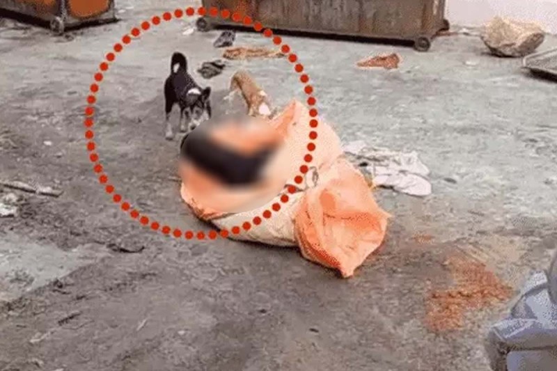 Jhansi Medical College Horror Stray Dogs Maul Dead Body CMO Caught Lying, झांसी मेडिकल कॉलेज में लापरवाही: कुत्तों ने शव को नोचा, CMO ने झूठ बोला!