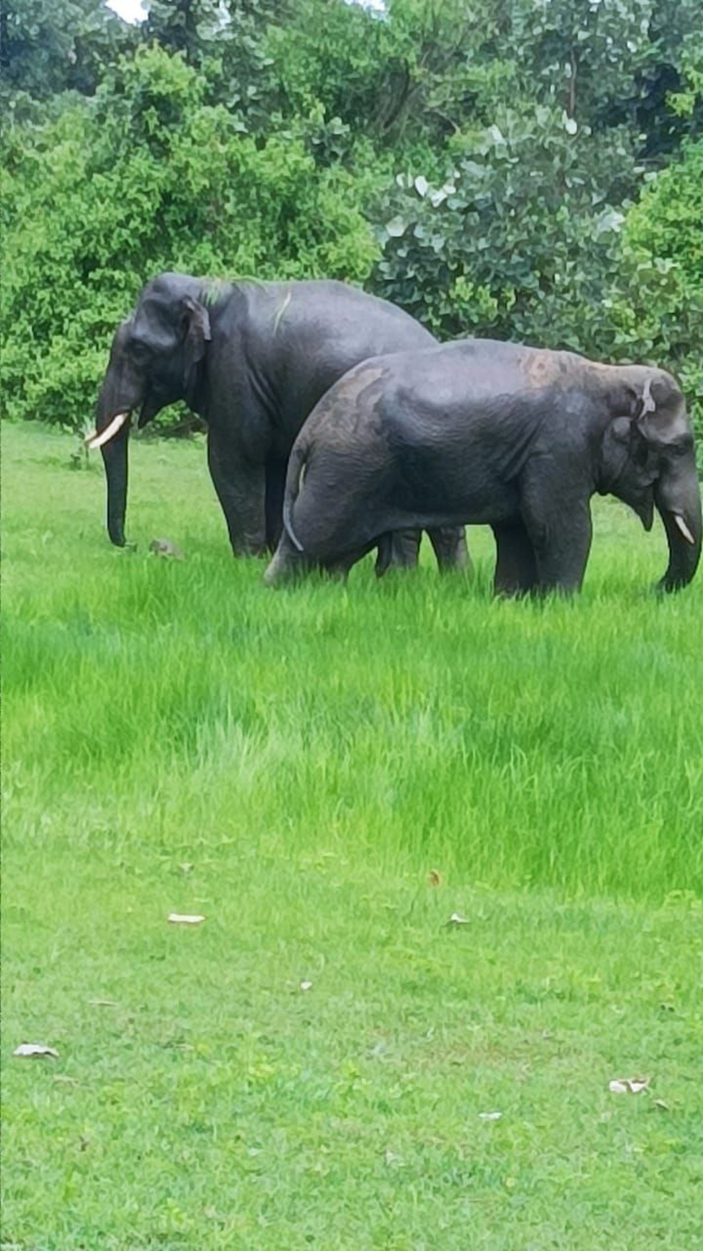 33 दिनों तक अनूपपुर जिले में उत्पात मचाने के बाद वापस छत्तीसगढ़ लौटे हाथी