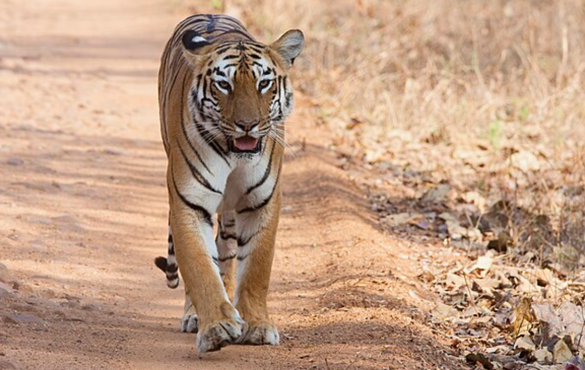 World Tiger Day 2024: छत्तीसगढ़ में बाघों की संख्या में वृद्धि, वन्यजीव  संरक्षण की दिशा में महत्वपूर्ण कदम | Wold Tiger Day 2024 Increase In Number  Of Tigers In Chhattisgarh