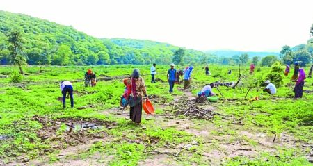 रामगढ़ टाइगर अभयारण्य रिजर्व क्षेत्र में ग्रासलैंड विकसित करने का काम शुरू