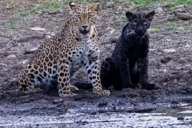 Melanistic Leopard in Achanakmar