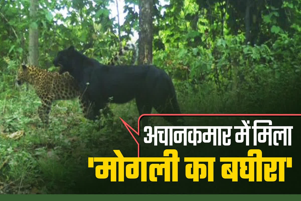 Melanistic Leopard in Achanakmar