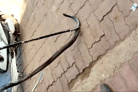 cobra rescue