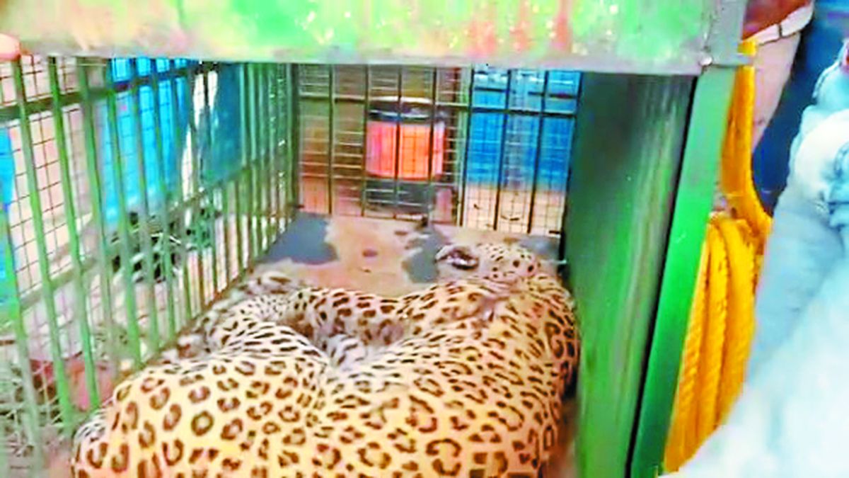 पैंथर का रेस्क्यू करने कुएं में उतरी वन विभाग की टीम