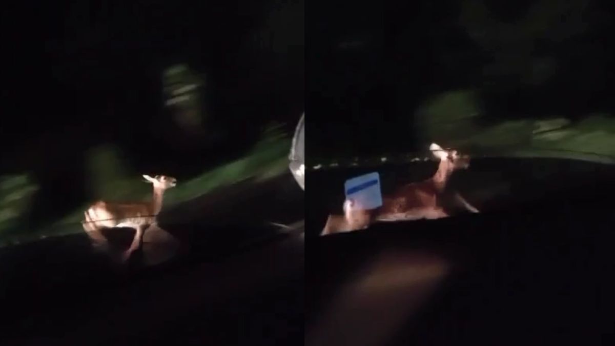 कार से रेस लगाते नजर आया हिरण का बच्चा, सोशल मीडिया पर जमकर वायरल हो रहा VIDEO