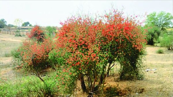 ker sangri