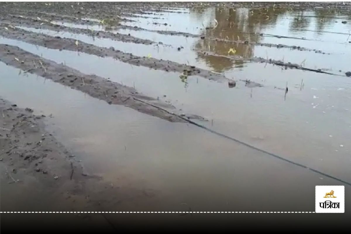 Monsoon Alert: मूसलाधार बारिश से तरबतर हुआ बस्तर, खेत बने तालाब… किसानों की बढ़ी
परेशानी