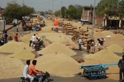 Kota Mandi Bhav : सरसों, चना, मैथी तेज, सोयाबीन मंदा - image