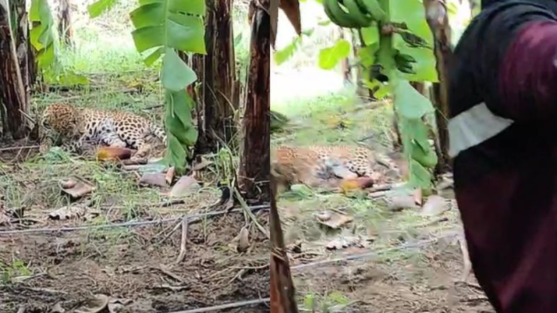 leopard viral video
