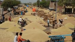Kota Mandi Bhav: गेहूं और धान में तेजी, जानें मंडी भाव - image
