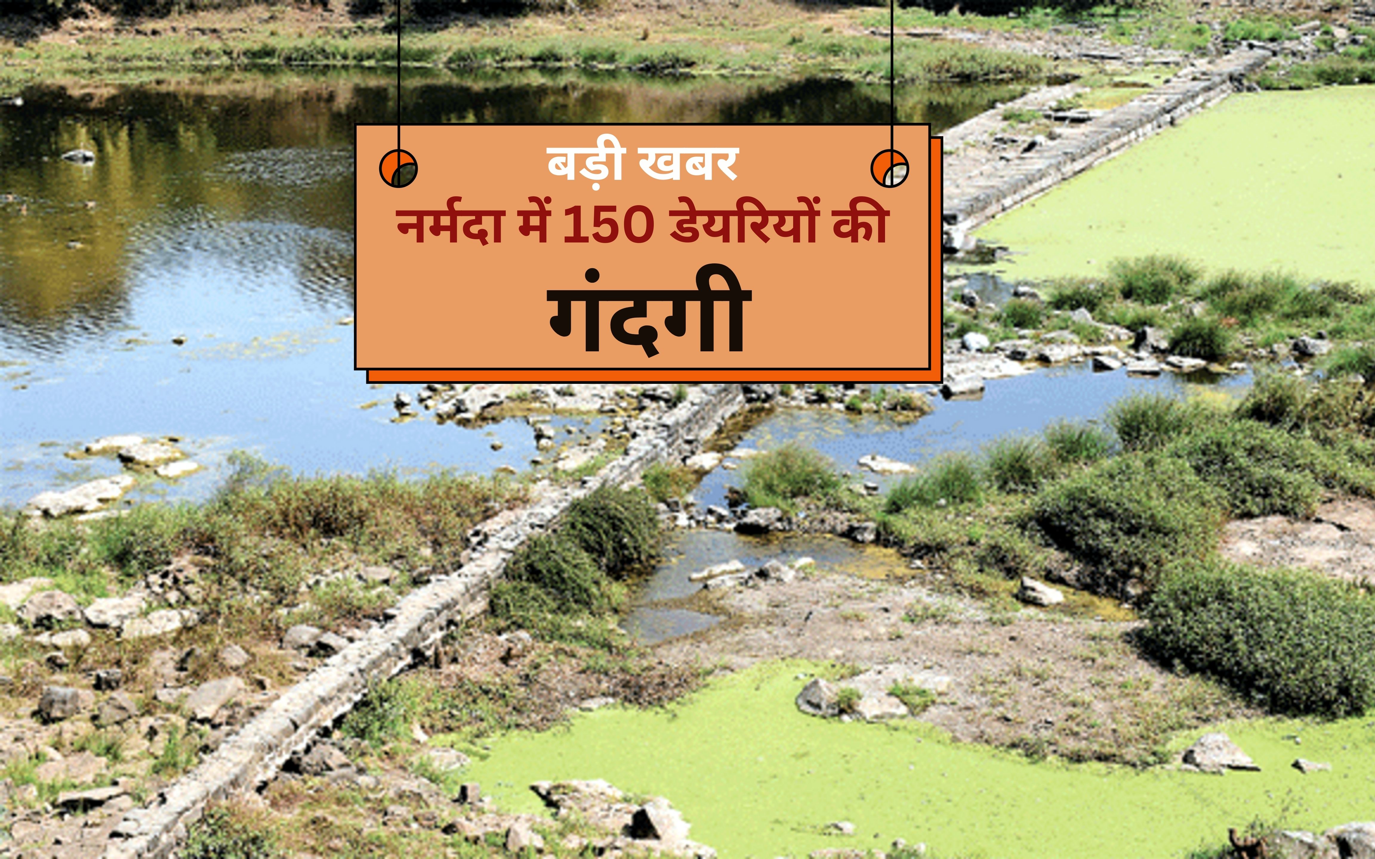 बड़ी खबर : नर्मदा में 150 डेयरियों की गंदगी लेकर मिल रहीं सहायक नदियां