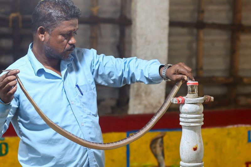सांपों के जहर से हो रही है करोड़ों की कमाई, तीन साल में बिका साढ़े पांच करोड़ का जहर