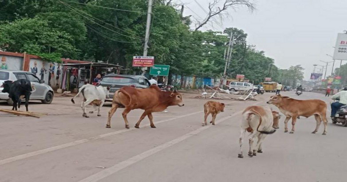 High Court has passed the orderघुमंतू मवेशियों का कारण हुई दुर्घटना तो तय होगी अफसरों की जवाबदेही