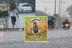 Monsoon Rajasthan: खुशखबर: टिटहरी ने दिए तीन अंडे… अच्छी बारिश के मिले संकेत - image