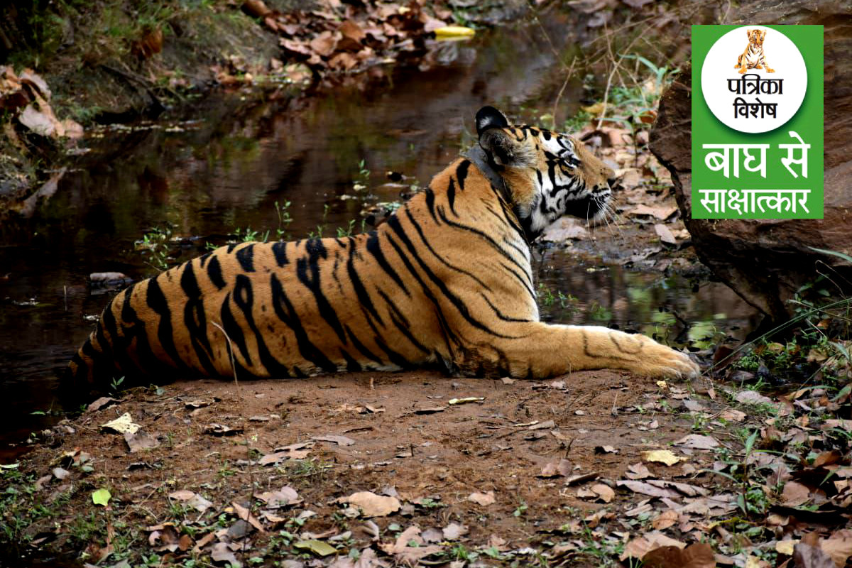 International Tiger Day