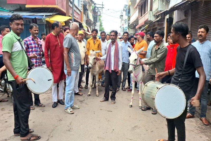 Unique donkey marriage